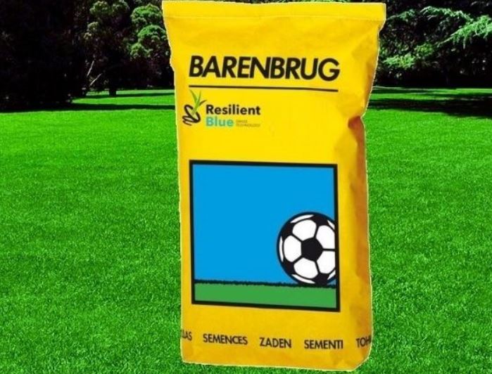 Seminte gazon rezistent Barenbrug Resilient Blue Lawn